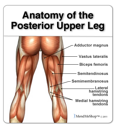 Hamstrings