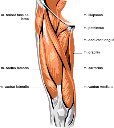 Quadriceps