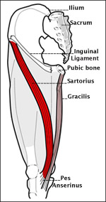 Satorius-Gracilis